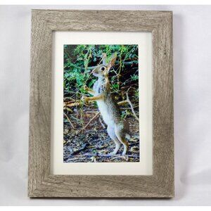 Arizona Wild Cottontail Rabbit 4x6 in Framed Photo
